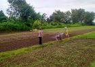 Warga-Jatikalang-Ubah-Lahan-Kosong-Jadi-Produktif-dengan-Tanaman-Sayur