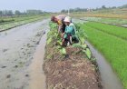 Polsek-Tanggulangin-Masifkan-Sambang-Desa,-Dukung-Ketahanan-Pangan-Lewat-Program-P2B
