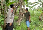Polsek-Taman-Tinjau-Progres-Lahan-Ketahanan-Pangan-Bergizi-di-Desa-Jemundo