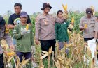 Kapolsek-Balongbendo-Ajak-Elemen-Terkait-Tinjau-Perkembangan-Tanaman-Jagung-Dukung-Ketahanan-Pangan