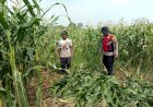 Polsek-Balongbendo-Dukung-P2B-Tanaman-Jagung