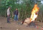 Polres-Malang-Bongkar-Arena-Judi-Sabung-Ayam-di-Kalipare