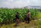 Polresta-Sidoarjo-Dorong-Swasembada-Pangan,-Bhabinkamtibmas-Turun-Langsung-Cek-Lahan-Jagung-Petani