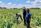 Polresta-Sidoarjo-Dorong-Swasembada-Pangan,-Lahan-Melon-di-Prambon-Siap-Panen