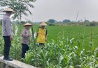 Polisi-Monitoring-Lahan-Tumpang-Sari-Jagung-di-Desa-Jiken-untuk-Dukung-Ketahanan-Pangan