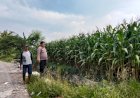 Polsek-Prambon-Pantau-Tanaman-Jagung-Usia-75-Hari,-Dukung-Program-Ketahanan-Pangan