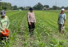 Polisi-Dampingi-Poktan-Budi-Luhur-Kelola-Jagung
