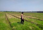 Dukung-Ketahanan-Pangan,-Polsek-Prambon-Cek-Kesiapan-Lahan-Jagung-di-Bulang