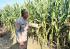 Polresta-Sidoarjo-Perkuat-Swasembada-Pangan,-Bhabinkamtibmas-Prambon-Kawal-Pertumbuhan-Jagung-Menuju-Panen-Produktif