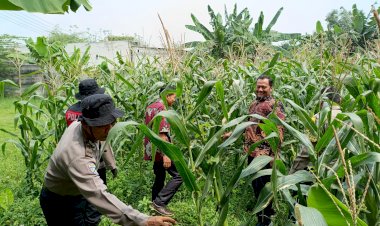 Sinergi-Polsek-Balongbendo,-Pemdes-Penambangan-dan-Kelompok-Tani-Wujudkan-Ketahanan-Pangan-Mandiri