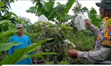 Polsek-Tanggulangin-Tinjau-Ketahanan-Pangan-di-Kalidawir,-Dukung-Program-Asta-Cita-Presiden-Prabowo