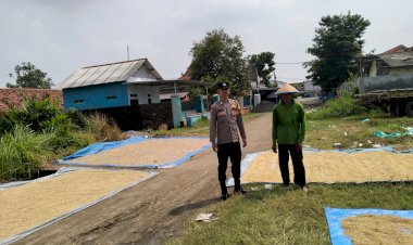 Bhabinkamtibmas-Dampingi-dan-Motivasi-Petani-Saat-Jemur-Gabah-di-Desa-Krembangan