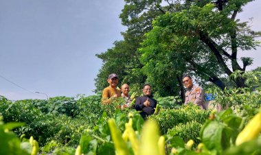 Anggota-Polsek-Sidoarjo-Kota-Tinjau-Langsung-Pengembangan-Lahan-Cabai-dan-Jagung-Warga-Sidokare