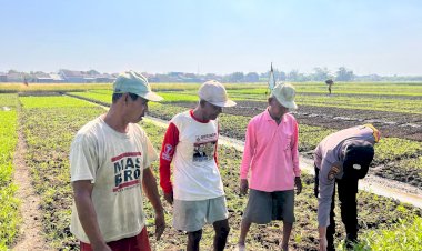Optimalkan-Perawatan-Tanaman-Sayur-di-Desa-Lemujut,-Dukung-Ketahanan-Pangan-Lokal