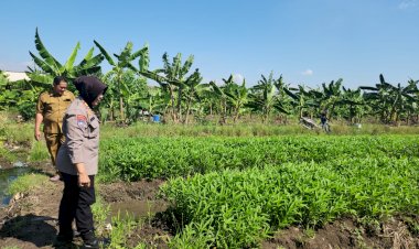 Kanit-Binmas-Polsek-Gedangan-Turun-Langsung-ke-Lahan-Pertanian-Sayuran-dan-cabai-di-Desa-Punggul-untuk-Dukung-Ketahanan-Pangan