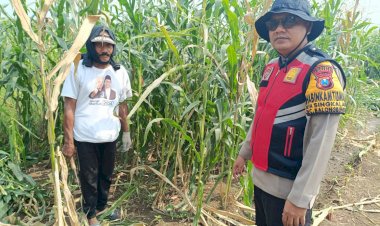 Bhabinkamtibmas-Singkalan-Laksanakan-Patroli-Ketahanan-Pangan-di-Lahan-Jagung