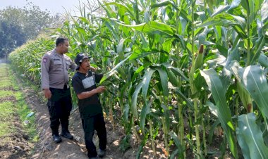 Dukung-Swasembada-Pangan,-Polsek-Krembung-Dampingi-Petani-Jagung-di-Desa-Lemujut