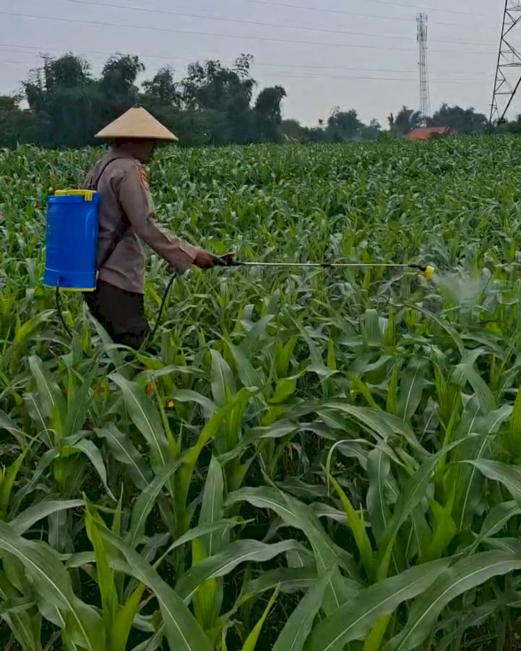 Kolaborasi Polres Pasuruan Kota dan Gapoktan Ubah Lahan Kering 9,7 Hektare Jadi Ladang Jagung yang Subur