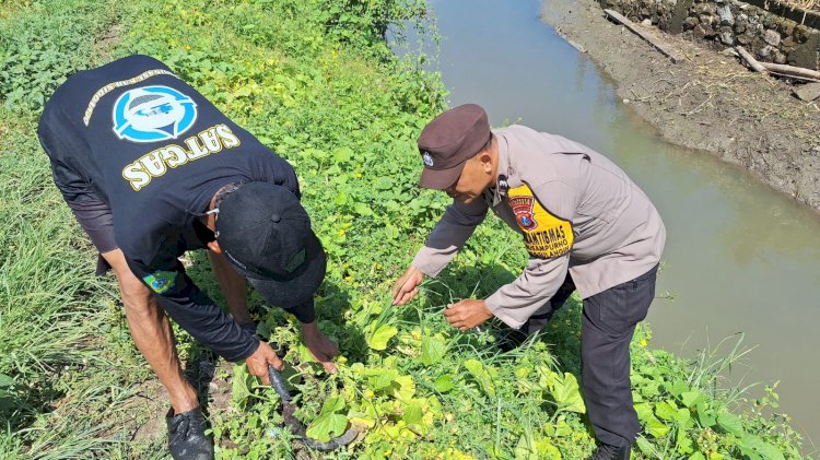 Polsek Tanggulangin Dukung Ketahanan Pangan Program Asta Cita Presiden, Tanam Kangkung di Pesisir Sungai