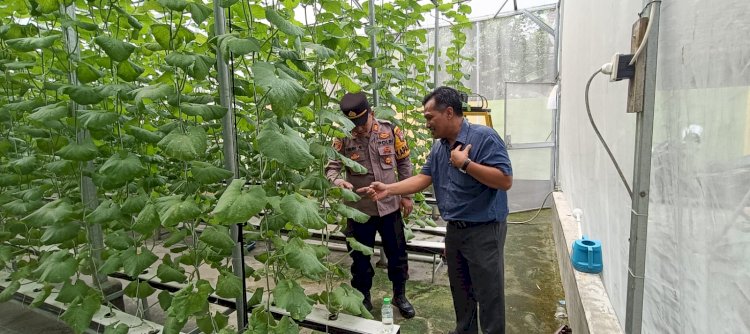Kapolsek Tarik Tinjau Kebun Melon Hidroponik di Desa Gempol Klutuk, Dukung Upaya Ketahanan Pangan