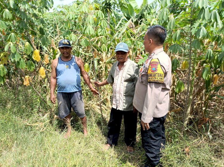 Dukung Ketahanan Pangan, Panit Binmas Polsek Balongbendo Ajak Petani Desa Seduri Serius Kelola Tanaman Jagung