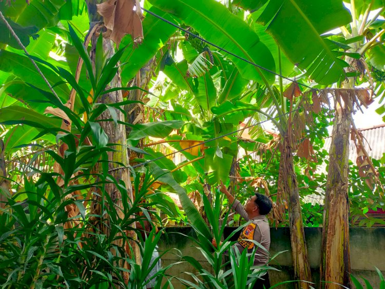 Wujudkan Ketahanan Pangan, Bhabinkamtibmas Bebekan Edukasi Warga Soal Perawatan Pohon Pisang