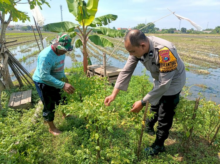 Bhabinkamtibmas Sambangi petani, Dukung Program Ketahanan Pangan Polresta Sidoarjo