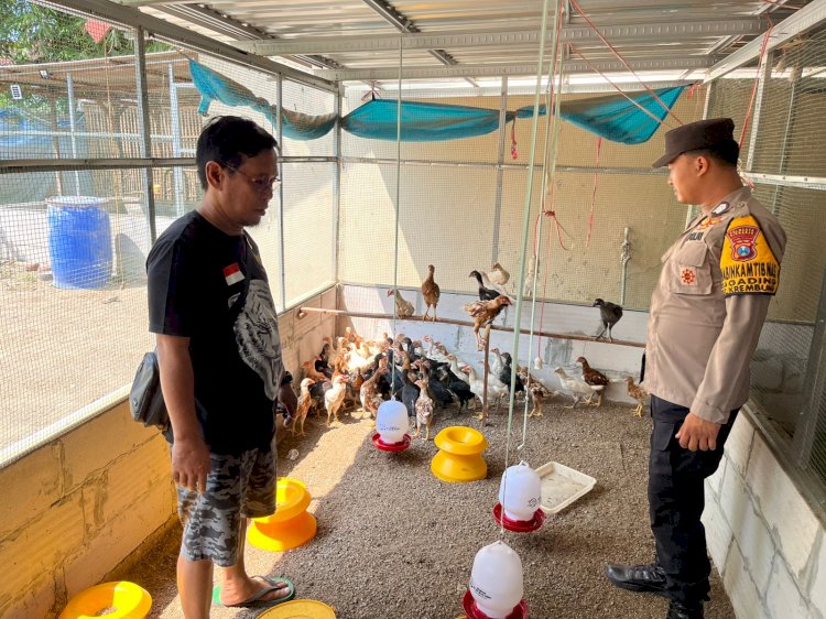 Polsek Krembung Tinjau Peternakan Ayam Kampung Dukung Ketahanan Pangan