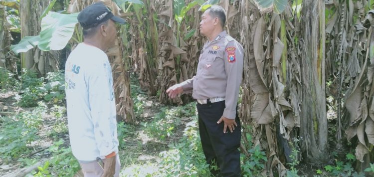 Polsek Sukodono Tinjau Ketahanan Pangan Pisang Ambon