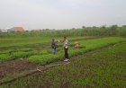 Bhabinkamtibmas-Desa-Gampang-Cek-Pekarangan-Pangan-Bergizi