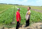 Suparno,-Petani-Seduri-Balongbendo-Optimalkan-Lahan-Tidur-untuk-Tanaman-Jagung-dan-Sawi