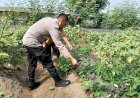 Bhabinkamtibmas-Jemirahan-Apresiasi-Perkembangan-Sayur-Krai-untuk-Dukung-Ketahanan-Pangan-Sidoarjo