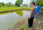 Polsek-Tanggulangin-Sambangi-Pertanian-Terong-Desa-Kalidawir,-Dukung-Ketahanan-Pangan-Polresta-Sidoarjo