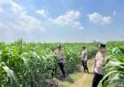 Cek-Tanaman-Jagung,-Polsek-Krembung-Berharap-Dongkrak-Ketahanan-Pangan