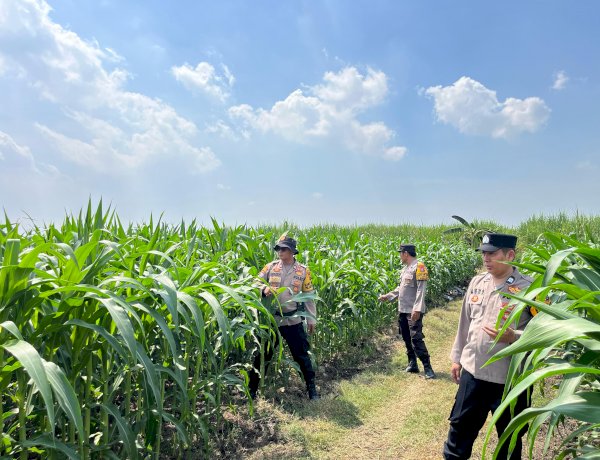 Cek Tanaman Jagung, Polsek Krembung Berharap Dongkrak Ketahanan Pangan