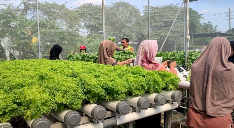 Kapolsek Taman Polresta Sidoarjo Apresiasi Keberhasilan Tanaman Holtikultura Green House di Desa Kletek