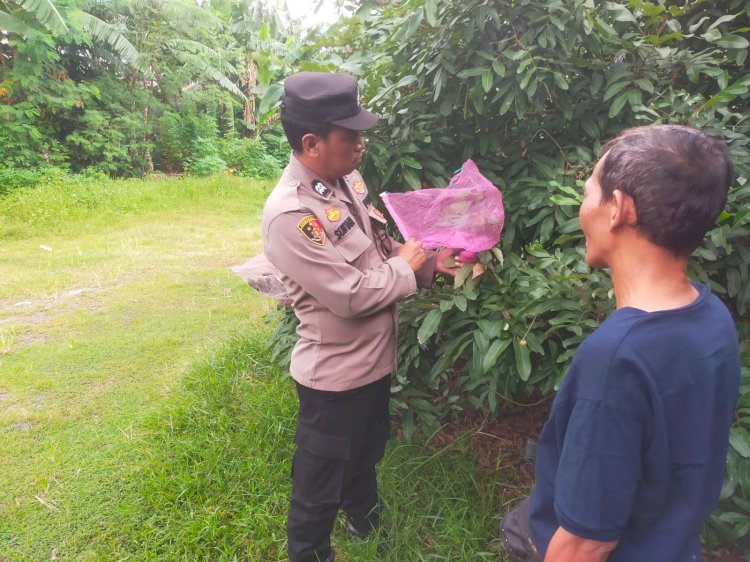 Bhabinkamtibmas Polsek Taman Aiptu Suntari Penggerak Ketahanan Pangan, Ajak Tanam Buah Kelengkeng